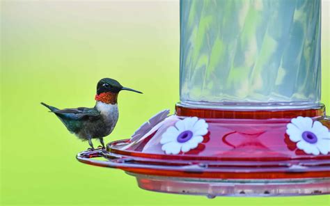 Discover The 8 Best Types Of Hummingbird Feeders A Z Animals