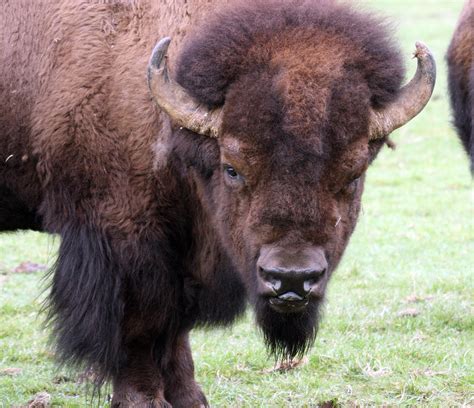 American Bison - Buffalo - 0001 Photograph by S and S Photo | Pixels