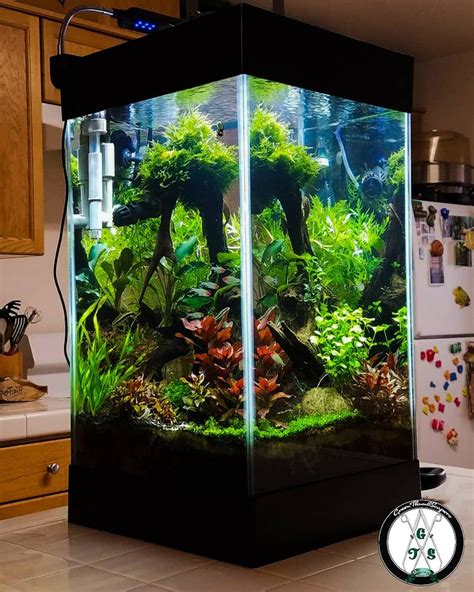 Cool Gallon Cube Tank Nature Setup Fish Tank Aquascape Design