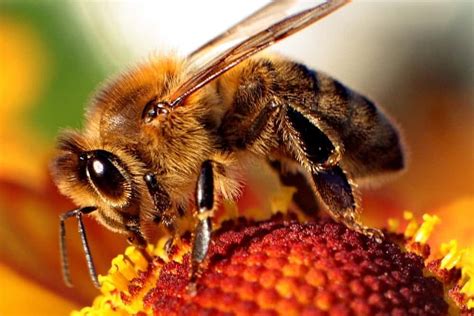 The 10 Deadliest Insects In The World