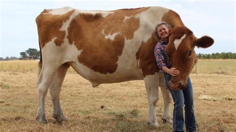 Giant Steer Big Moo Chews Then Poos For Cow Pat Lottery Fundraiser