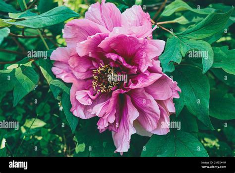 Paeonia Suffruticosa Andrews Hi Res Stock Photography And Images Alamy
