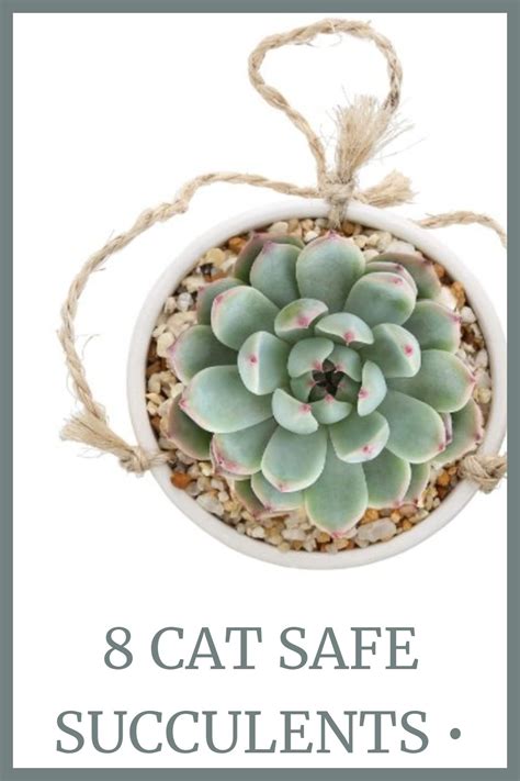 Cat Safe Succulents For Your Indoor And Outdoor Gardens Sow Small