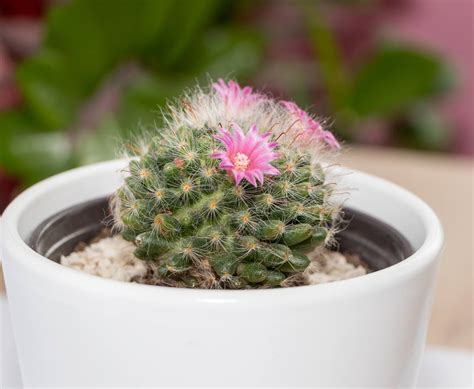 Mammillaria Plantation Et Entretien Un Cactus Facile à Cultiver