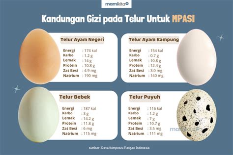 4 Jenis Telur Yang Paling Bagus Untuk MPASI Dan Kandungan Gizinya