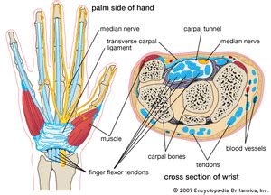 Transverse carpal ligament | anatomy | Britannica