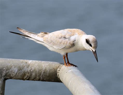 Forsters Tern Curtis Cummings Flickr