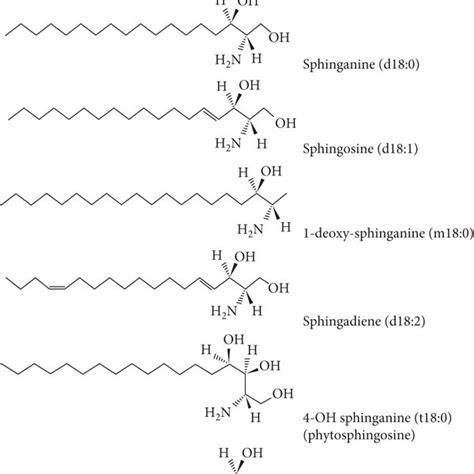 The Types Of Sphingoid Bases Found In The Structure Of Various Gsls Of Download Scientific