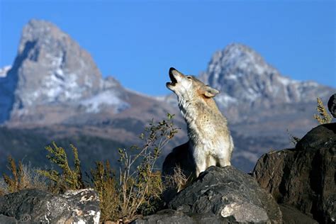 Loup Ou Canis Lupus Tout Savoir Sur Les Loups Pratiquefr