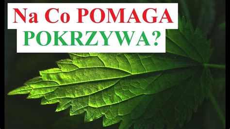 Na Co Pomaga Pokrzywa Youtube