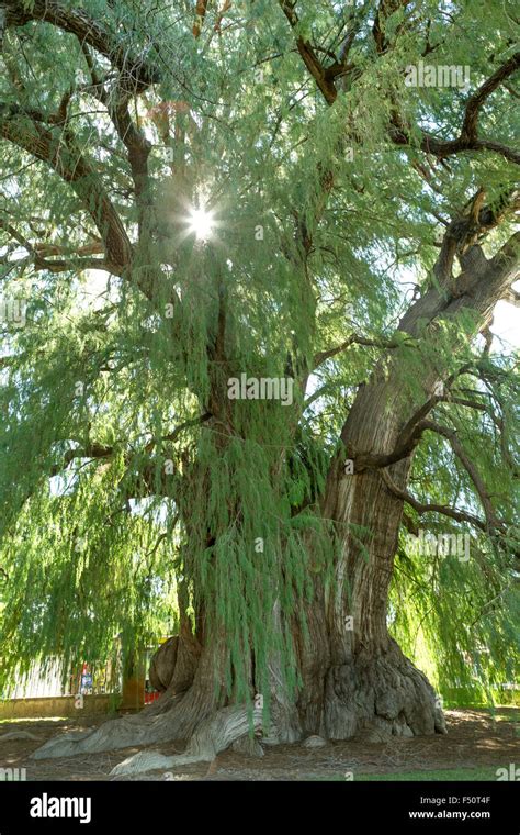 This Tule Tree From Santa Maria Del Tule Mexico Is One Of The Oldest