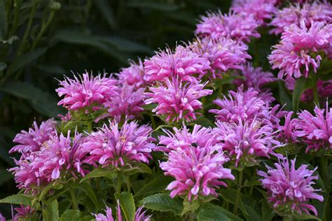 Bee You Bee Balm — Sunnyside Nursery