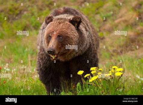 Grizzly bear, Banff National Park, Alberta, Canada Stock Photo - Alamy