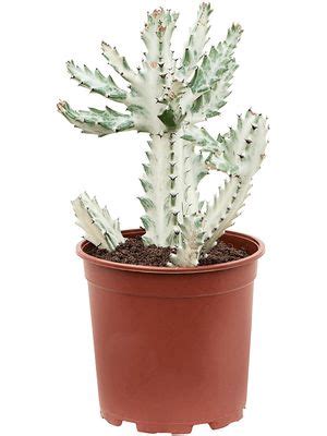 Euphorbia Lactea White Ghost Lubera De