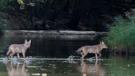 Photos from Texas Parks and Wildlife's post - Texas Parks and Wildlife ...