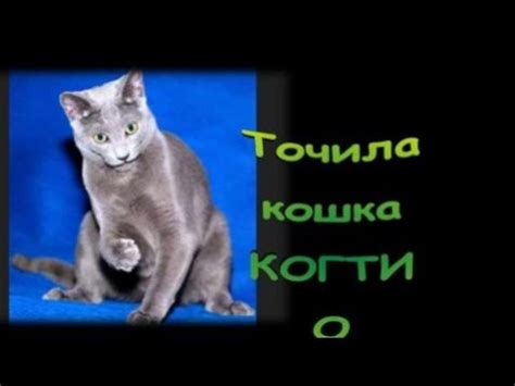 Точила кошка КОГТИ... Проблема - YouTube