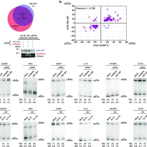 Hnrnp K And Ns Bp Binding Sites Differentially Regulate Iav Pr M