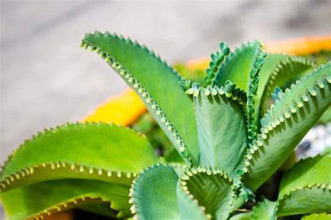 how to care for mother of thousands