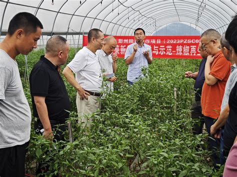 四川省农业科学院院园艺所组织召开“茄果类蔬菜新品种及绿色高效栽培技术”现场会