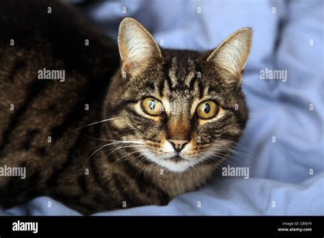 Female Tabby Cat Stock Photo Alamy