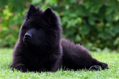 Eurasier Dog Breed Information American Kennel Club