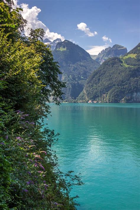 Lake Uri In Switzerland Stock Image Image Of Outdoor 205797373