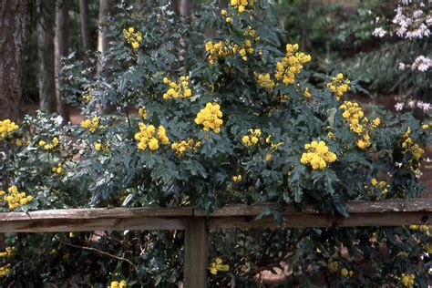 Mahonia aquifolium | Landscape Plants | Oregon State University