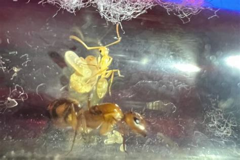 Update on my Unknown Ant Queen! First Worker Ant! : r/antkeeping