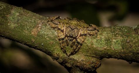 Camouflage Spider