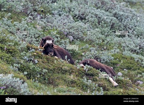 Musk Oxen Ovibos Moschatus Resting In The Summerly Tundra Musk Ox