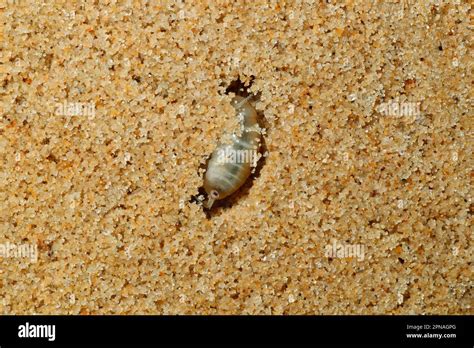 Common sandhopper (Talitrus saltator), Beach hopper, Sandhopper, Common ...