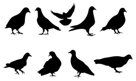 Silhouette De Pigeon Isolé Sur Fond Blanc Illustration Vectorielle