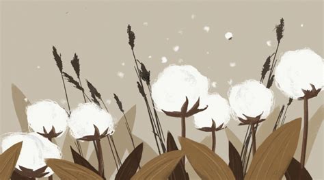 Cotton Plant Background Photos, Vectors and PSD Files for Free Download ...