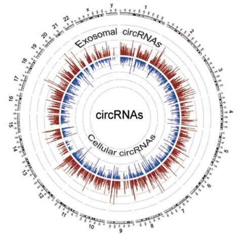 Circrnacircular Rna Rna