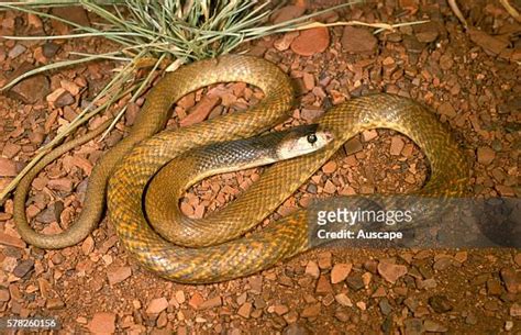 67 Western Brown Snake Stock Photos High Res Pictures And Images