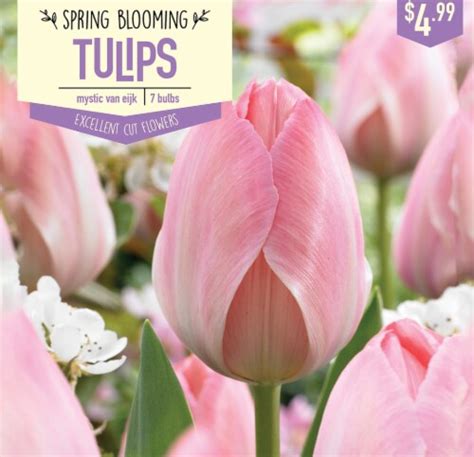 Garden State Bulb Tulip Mystic Van Eijk Bulbs 7 Count 7 Ct Smiths