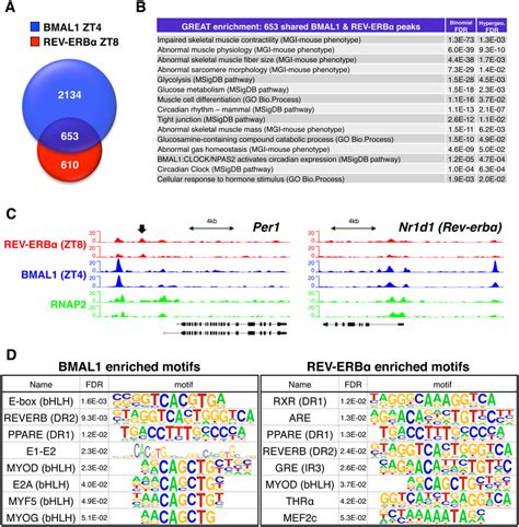 Genome Wide Binding Of Clock Transcription Factors Bmal And Rev Erb