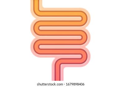 Schematic Illustration Human Intestines Stock Illustration 1679898406