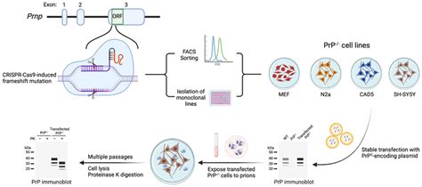 Generation Of Genetically Engineered Cell Lines For Propagating Diverse