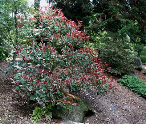 How To Grow Photinia Shrubs Red Tip Photinia Shrubs Plants