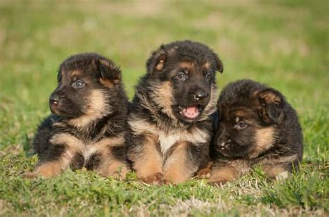 Los mejores nombres para perros hembra Pastor Alemán