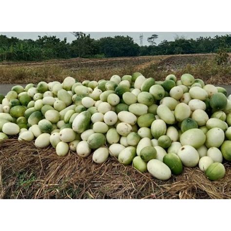 Jual Benih Bibit Timun Suri Putih La Bise Gr Biji Buah Cap Permata