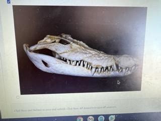 Solved Which of the following specimens have homodont teeth? | Chegg.com