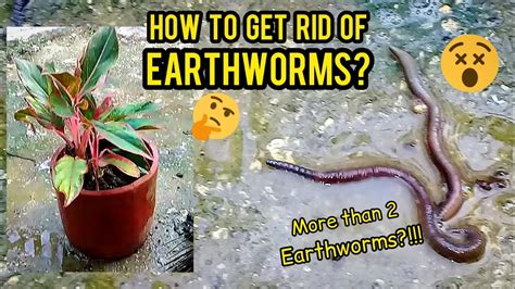 How Get Rid Of Earthworms In Plant Soil Paano Paalisin Ang Mga Bulate