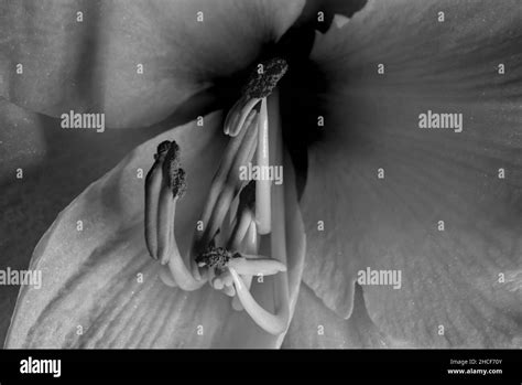 Bee Propagation Black And White Stock Photos And Images Alamy