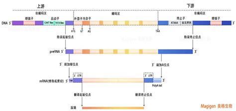 基因结构图详解 美格生物让你五分钟看懂基因的结构 基因图的秘密 美格生物领先的IVD分子检测技术提供商