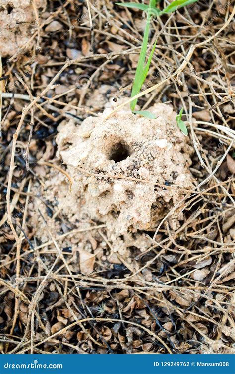 Ant Nest On The Ground Stock Photo Image Of Rough Ground