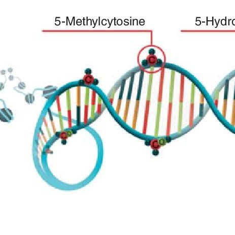 This Figure Depicts Epigenetic Marks That Contribute To Gene Activation