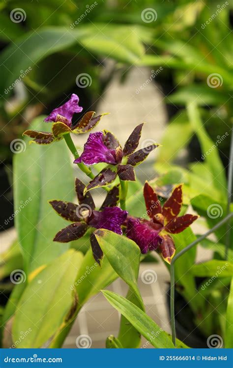 紫色粗花兰 库存照片 图片 包括有 自然 兰花 绿色 浪漫 花瓣 异乎寻常 安哥拉 女衬衫 255666014