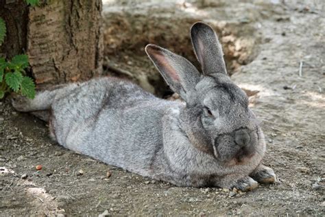 What Color Should Rabbit Pee Be Expert Health Guide